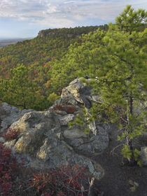 Looking out from the Palisades Overlook, Petit Jean State Pa... by Danita Delimont