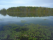 Lake Bailey, Petit Jean State Park, Arkansas, USA von Danita Delimont