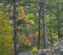 Colorful trees in autumn, Petit Jean State Park, Arkansas, USA von Danita Delimont