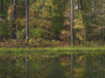 Autumn at Millwood Lake State Park, Arkansas, USA von Danita Delimont
