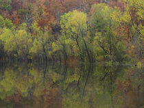 Autumn foliage along Gillham Lake, Arkansas, USA by Danita Delimont