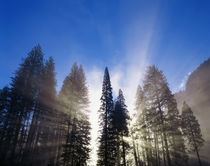 USA, California, Yosemite National Park, Sunlight beaming th... von Danita Delimont