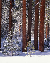 USA, California, Inyo National Forest, Pine covered with snow by Danita Delimont