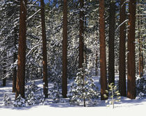 USA, California, Inyo National Forest, Pine covered with snow von Danita Delimont