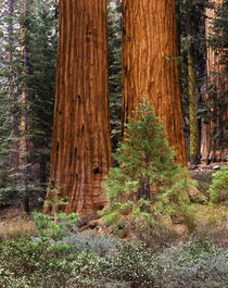 USA, California, Yosemite National Park, View of Giant Sequo... von Danita Delimont