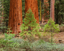 USA, California, Yosemite National Park, View of Giant Sequo... by Danita Delimont