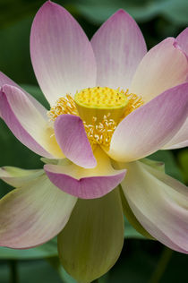 USA, California, Central Coast, Santa Barbara, lotus bloom von Danita Delimont
