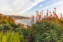 Overlooking blooming aloe in Laguna Beach, CA by Danita Delimont