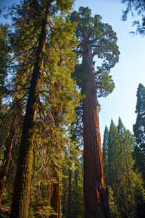 USA, California, Sequoia, Kings Canyon National Park, Grant ... von Danita Delimont