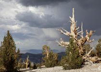 USA, California, Inyo National Forest by Danita Delimont