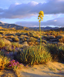 USA, California, Anza-Borrego Desert State Park by Danita Delimont