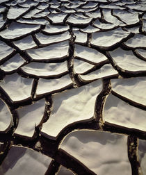 Cracked Mud in Anza Borrego Desert State Park by Danita Delimont