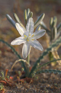 Desert Lily Wildflowers in the Desert by Danita Delimont