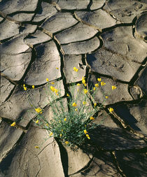 Wildflowers growing from cracked mud by Danita Delimont