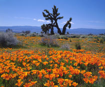 California Poppies and a Joshua Tree in Antelope Valley by Danita Delimont