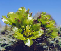 Cholla Catcus wildflowers in Valley of the Moon by Danita Delimont