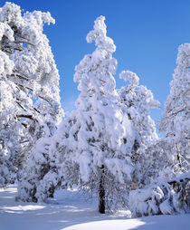 Snow covered trees von Danita Delimont