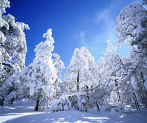Snow covered trees von Danita Delimont