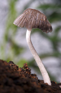 A Mushroom by Danita Delimont