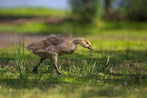 Canada Gosling in Lakeside chasing a bug by Danita Delimont