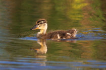 Mallard Duckling in Lakeside by Danita Delimont