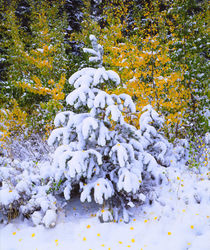 Snow covered trees in the High Sierra by Danita Delimont