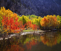 Autumn in the Sierras by Danita Delimont