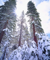 Snow Covered Red Fir trees in the High Sierra by Danita Delimont