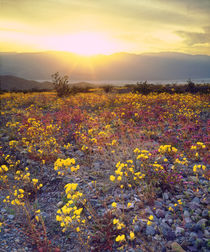 Wildflowers in Death Valley National Park von Danita Delimont