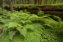USA, California, Humboldt Redwood National Park von Danita Delimont