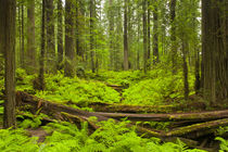 USA, California, Humboldt Redwoods State Park by Danita Delimont