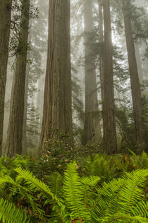 USA, California, Redwoods National Park von Danita Delimont