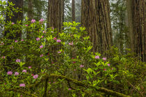 USA, California, Redwoods National Park by Danita Delimont