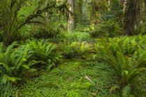 USA, California, Redwoods National Park by Danita Delimont