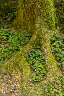 USA, California, Redwoods National Park von Danita Delimont