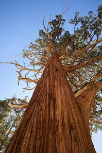 USA, California, Inyo National Forest von Danita Delimont