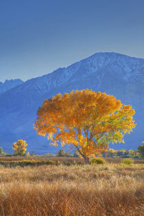 USA, California, Sierra Nevada Range von Danita Delimont