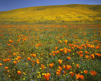 USA, California, Antelope Valley California Poppy Preserve, ... von Danita Delimont