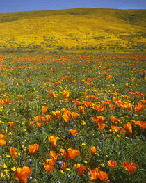 USA, California, Antelope Valley California Poppy Preserve, ... von Danita Delimont