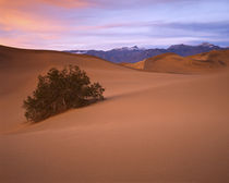 USA, California, Death Valley National Park, Mesquite Sand Dunes by Danita Delimont