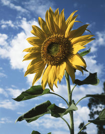 California, A Mammoth Sunflower in Spring Valley. by Danita Delimont