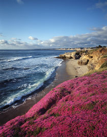 USA, California, La Jolla, Flowers along the Pacific Coast. by Danita Delimont