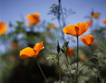 USA, California, California Poppy Wildflowers . von Danita Delimont