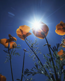 USA, California, The sunset behind an California Poppy Wildflowers by Danita Delimont