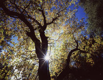 USA, California, Cleveland National Forest, The sun's rays t... von Danita Delimont