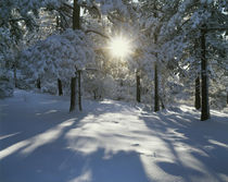 USA, California, Cleveland National Forest, The sun's rays s... von Danita Delimont