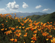 USA, California, Lake Elsinore, California Poppy Wildflowers... by Danita Delimont