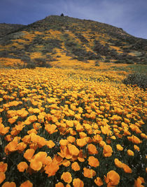 USA, California, Lake Elsinore, California Poppy Wildflowers... von Danita Delimont
