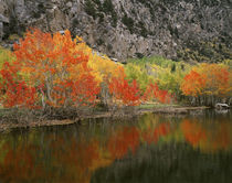 USA, California, Sierra Nevada Mountains, Autumn colors of a... von Danita Delimont