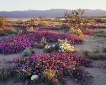 USA, California, Anza Borrego Desert State Park, Sand Verben... by Danita Delimont